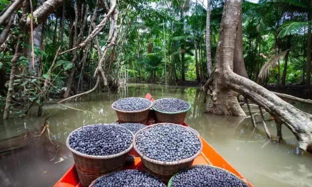 A inclusão de alimentos tradicionais na COP30 e as sanções sanitárias