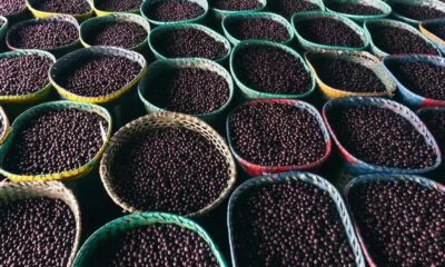 COP30 reverte proibição e libera açaí na culinária paraense