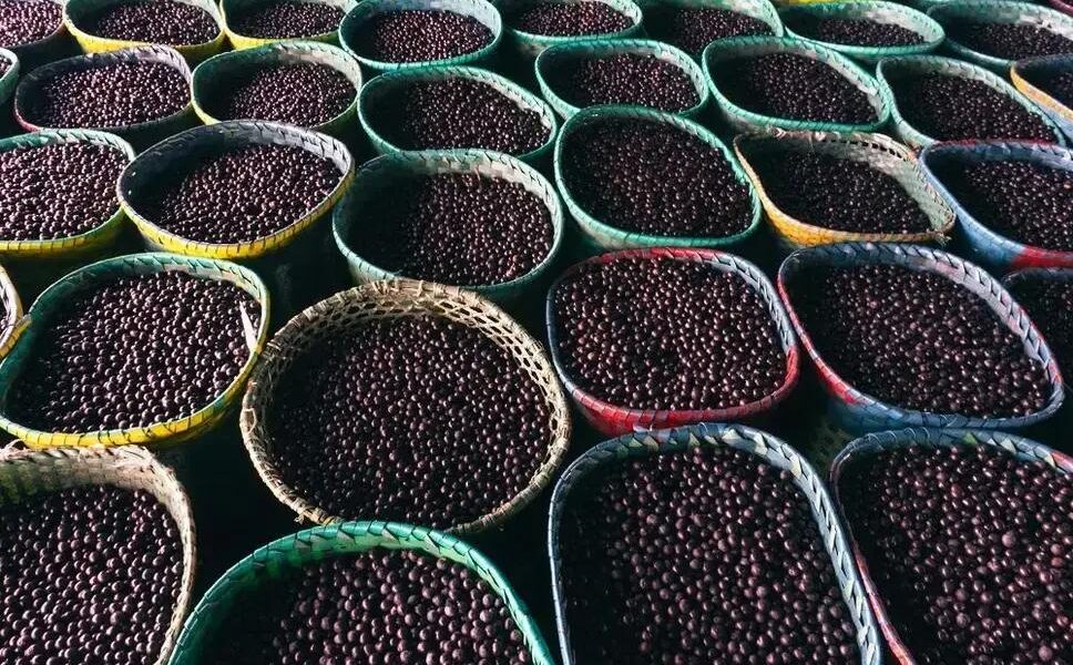 COP30 reverte proibição e libera açaí na culinária paraense