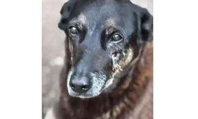 A tragédia da proteção animal: O caso Orelha e Abacate em foco