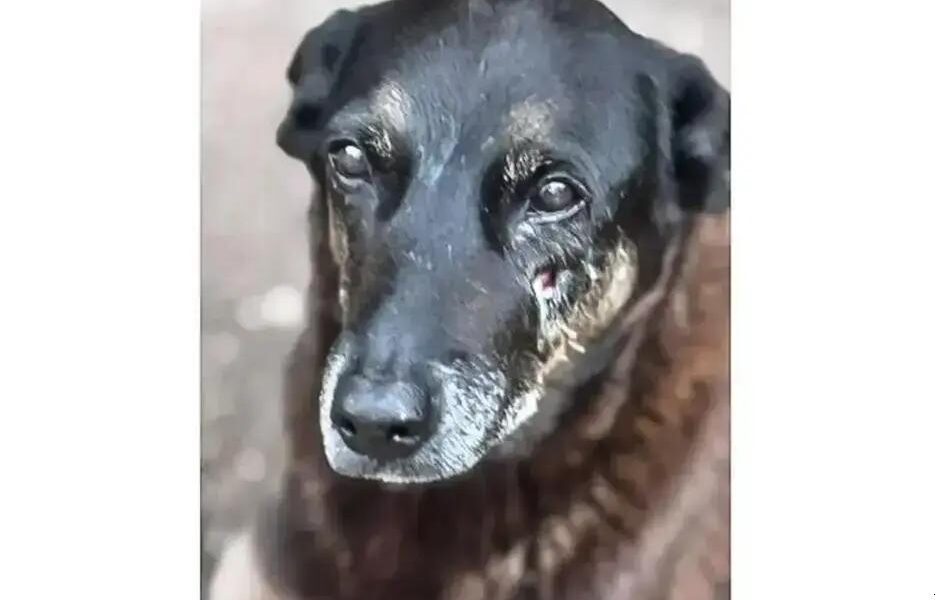 A tragédia da proteção animal: O caso Orelha e Abacate em foco