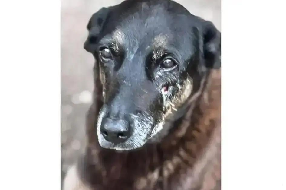 A tragédia da proteção animal: O caso Orelha e Abacate em foco