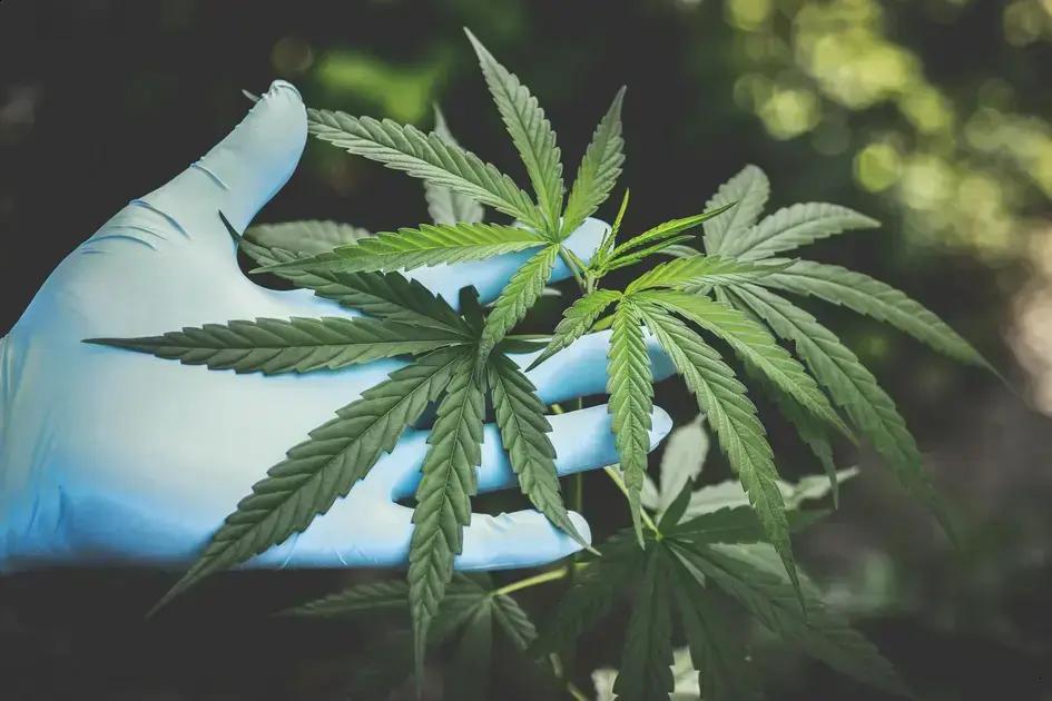 Anvisa discute novas regras para produção de cannabis medicinal no Brasil