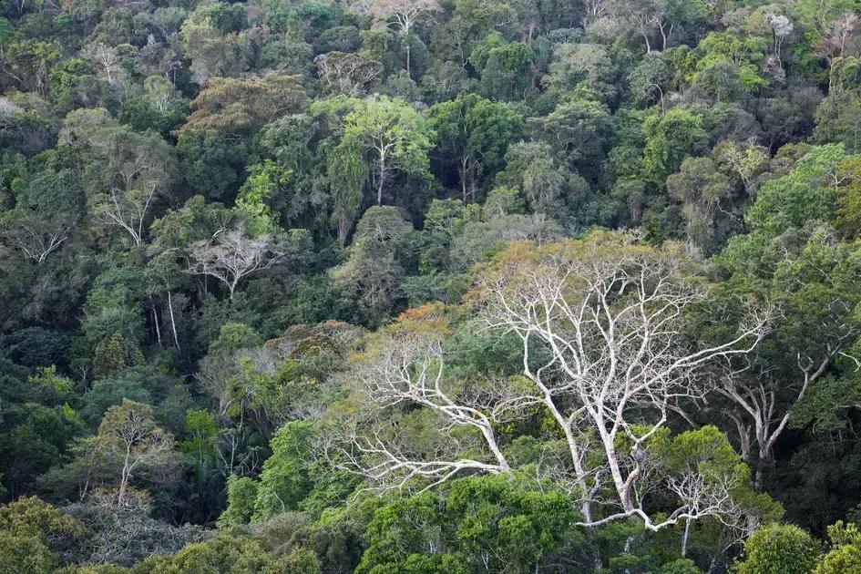 BNDES seleciona 7 fundos para Mitigação Climática de R$ 16 bi