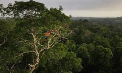 Cadeia de madeira ilegal abastece hotéis e Fórmula 1 nos EUA