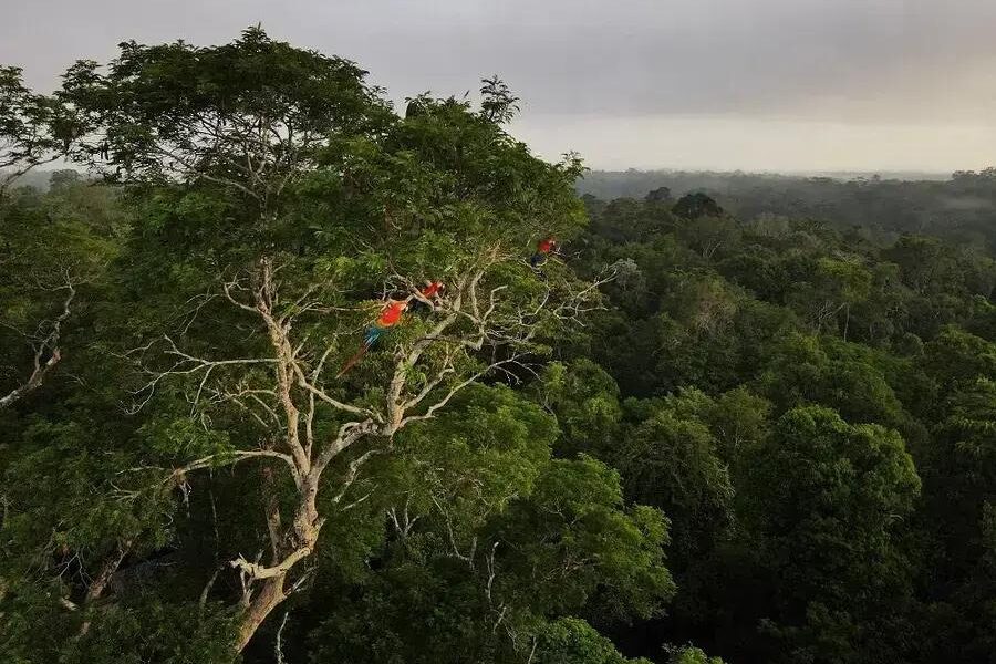 Cadeia de madeira ilegal abastece hotéis e Fórmula 1 nos EUA