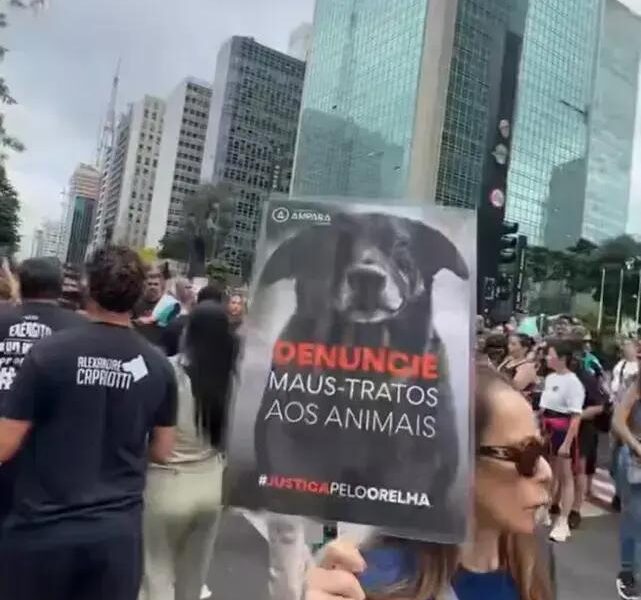 Investigação da morte do cão Orelha revela detalhes alarmantes em Florianópolis