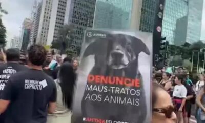 Manifestações por Justiça: O Caso do Cão Orelha Choca o Brasil