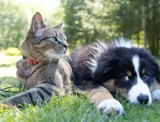 Nova lei permite enterro de cães e gatos em jazigos familiares em SP